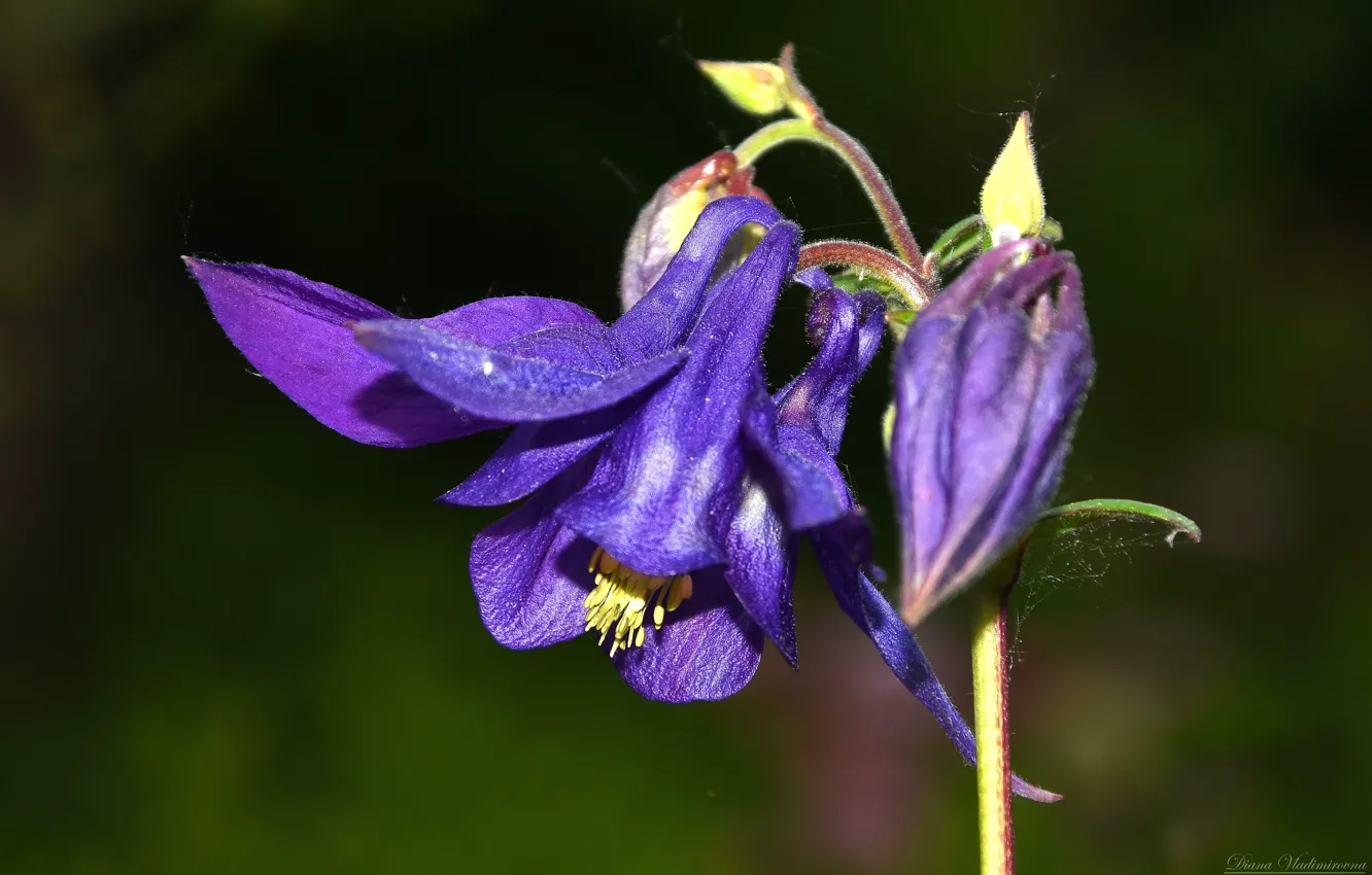 Photo wallpaper macro, flowers, spring, Aquilegia