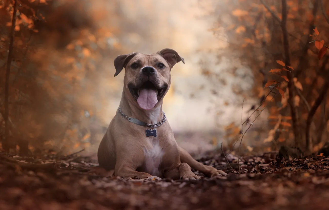 Photo wallpaper autumn, language, look, portrait, dog, pit bull, American pit bull Terrier