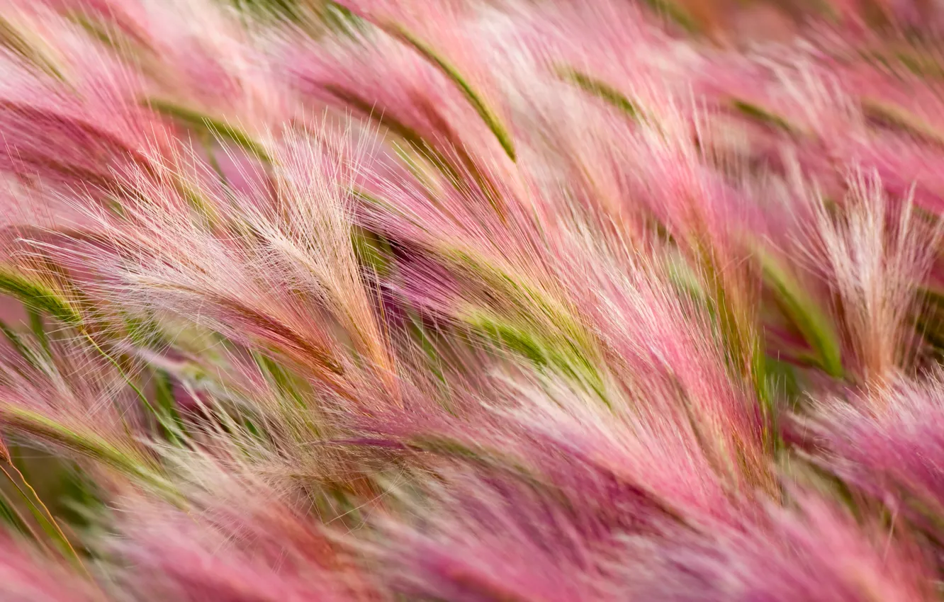 Photo wallpaper apple, mac, barley, mavericks, os x, foxtail-barley