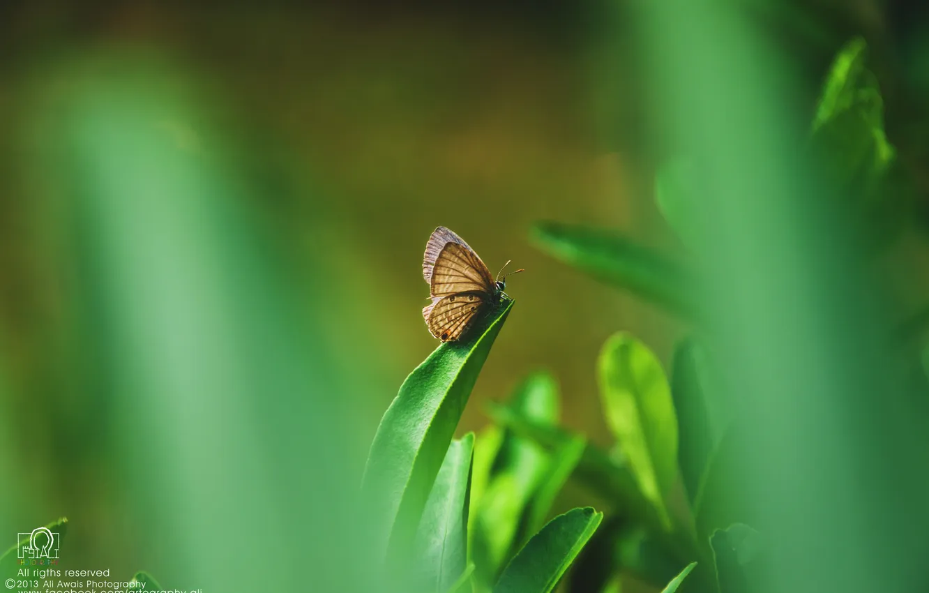 Photo wallpaper grass, butterfly, insect, bokeh