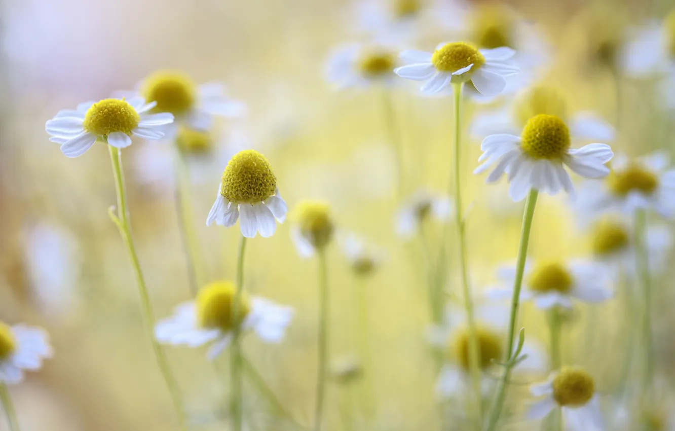 Photo wallpaper flowers, chamomile, white, flowering