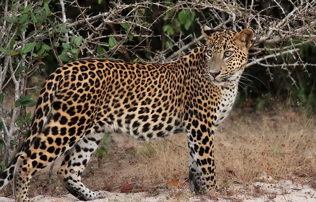 Photo wallpaper grass, look, face, predator, barb, spot, leopard, profile