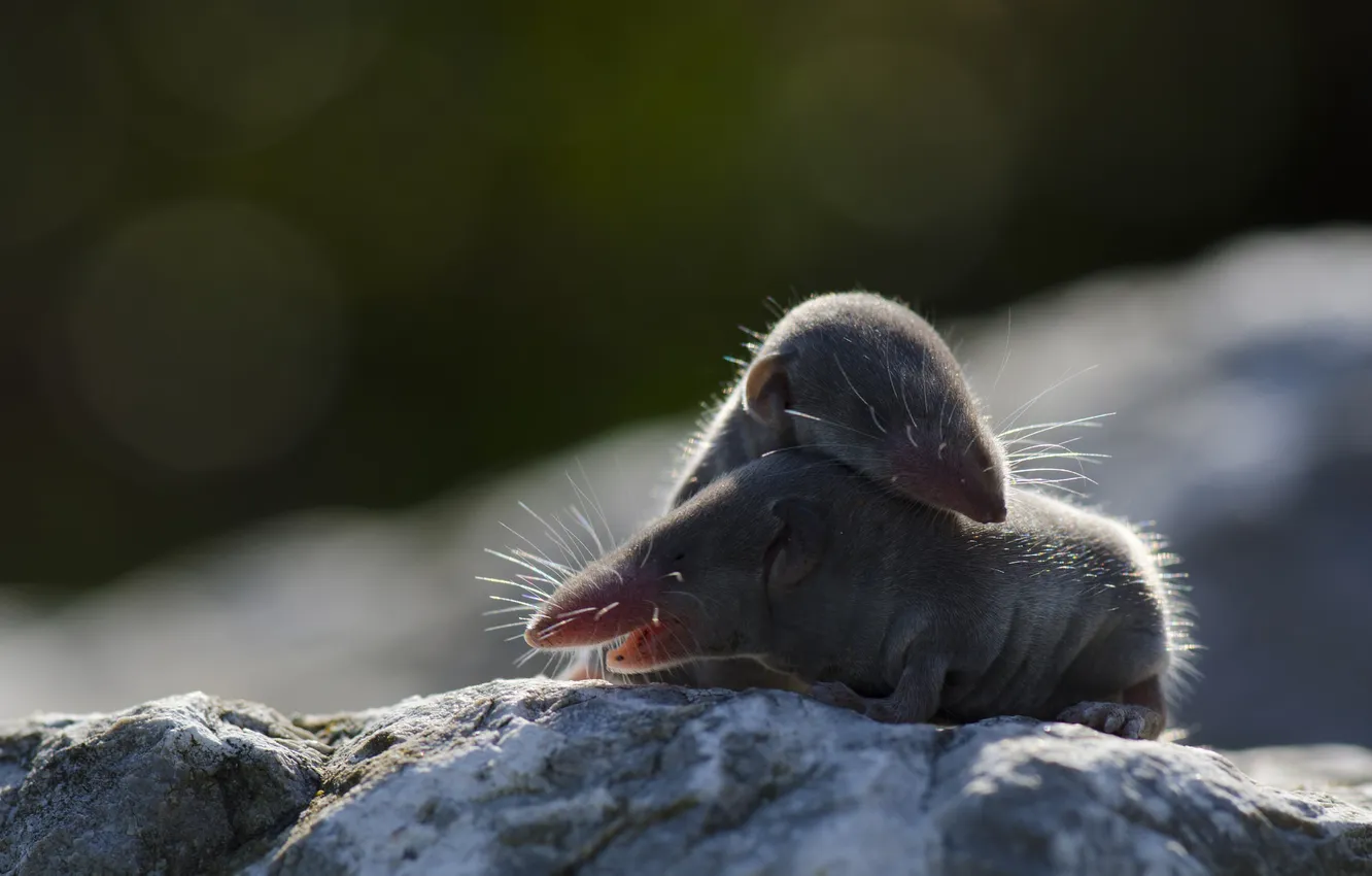 Photo wallpaper background, mouse, mouse