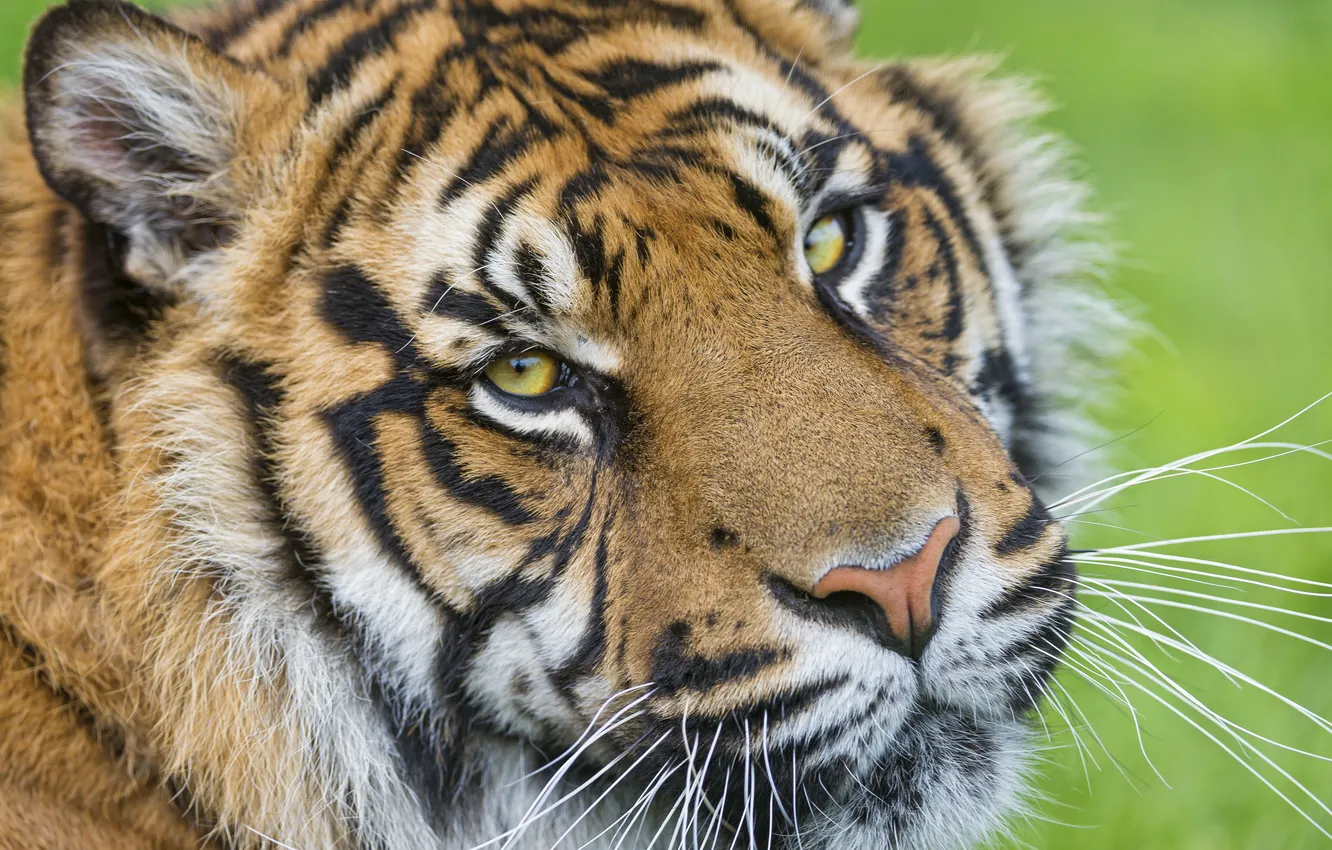 Photo wallpaper look, face, tiger, ©Tambako The Jaguar, Sumatran