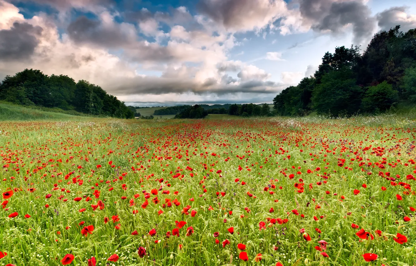 Photo wallpaper Italy, field of flowers, Italy, Lazio, Lazio, field of flowers, Cerveteri, Cerveteri