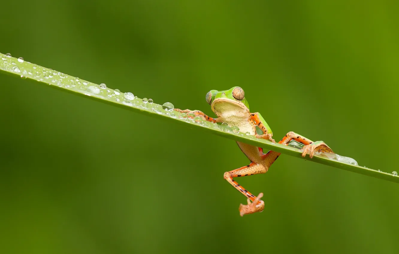 Photo wallpaper eyes, drops, rain, frog, legs, orange, green, rain