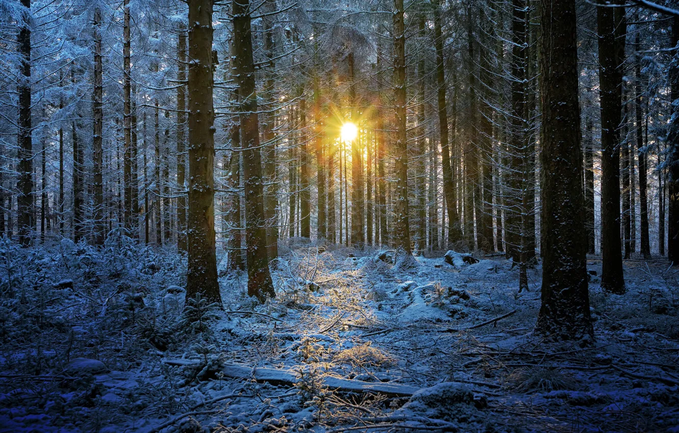 Photo wallpaper winter, forest, the sun, snow, trees, sunrise, dawn, morning