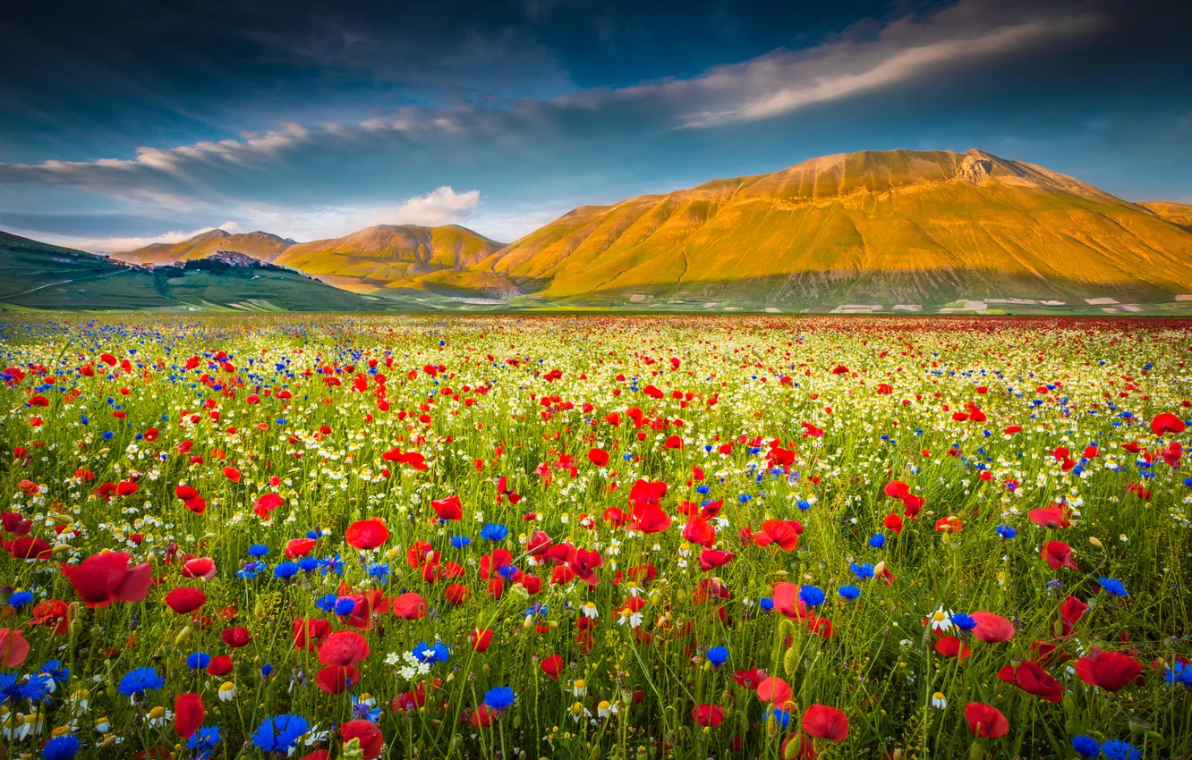 Photo wallpaper flowers, summer, mountains, field, meadow, Maki, poppy field, cornflower field
