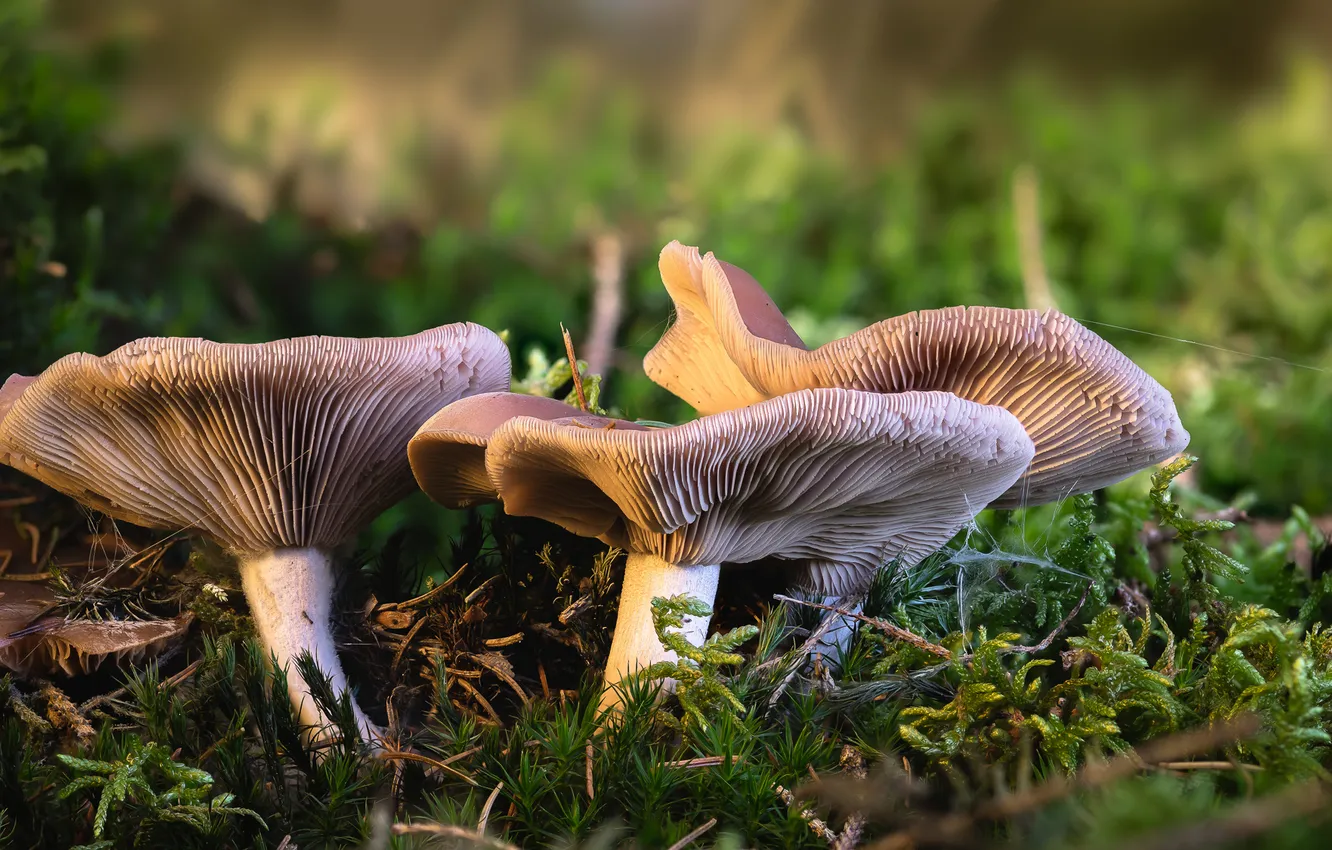 Photo wallpaper mushrooms, Trinity, Russula