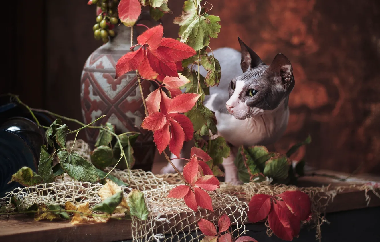 Photo wallpaper cat, cat, branches, mesh, Sphinx, grapes, vase, Igor Kryukov