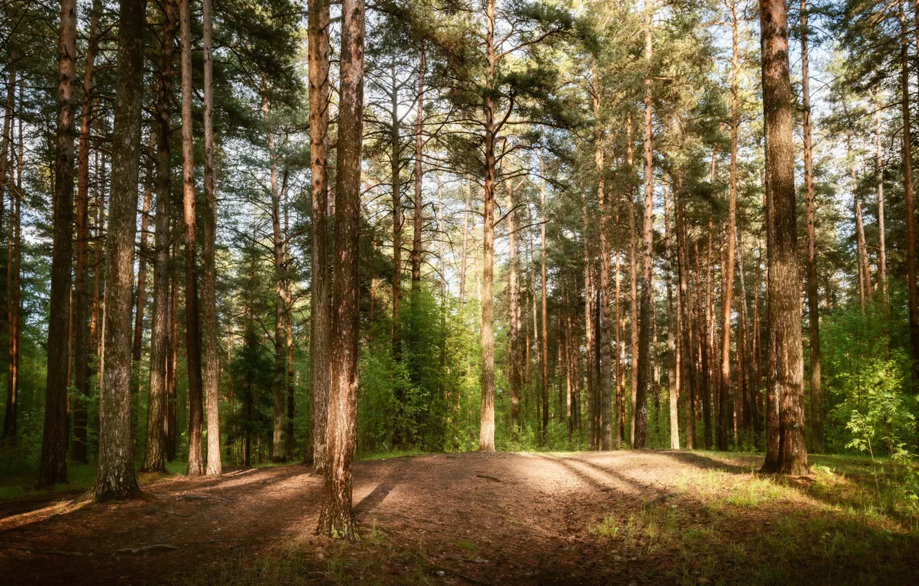 Photo wallpaper forest, pine, Bor, pine