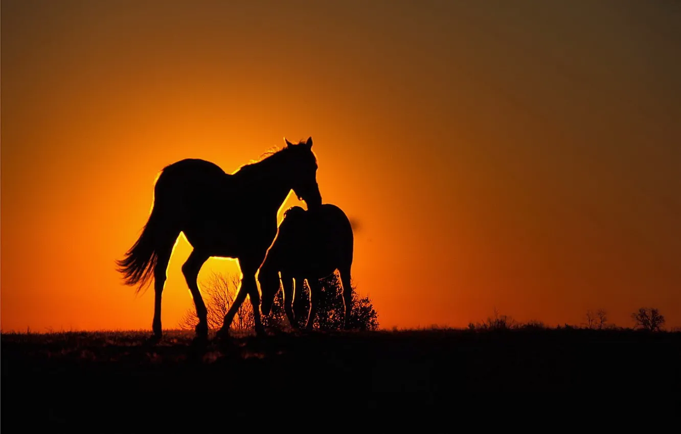 Photo wallpaper sunset, orange, horse