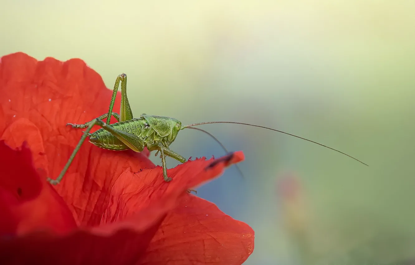 Photo wallpaper nature, Mac, insect