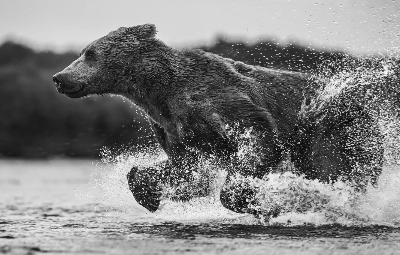 Photo wallpaper water, squirt, wet, bear, running, bear, black and white photo