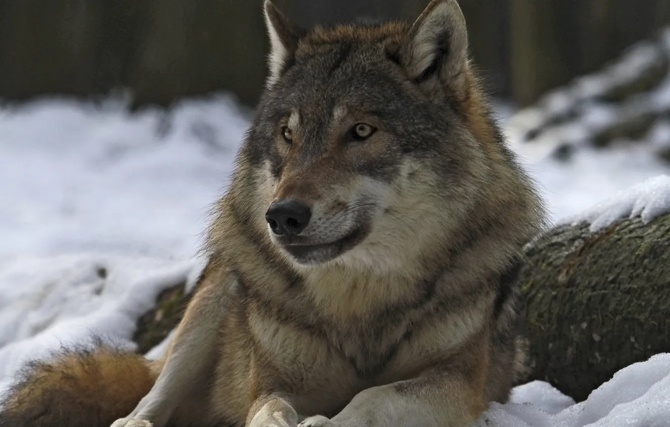 Photo wallpaper Predator, nature, snow, face, animal, wolf, canis lupus, wildlife