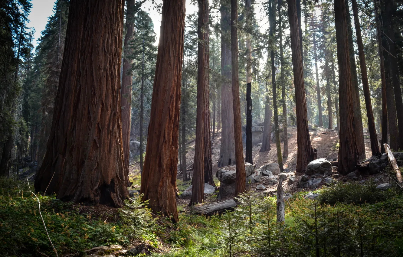 Photo wallpaper forest, trees, nature, USA, Sequoia national Park