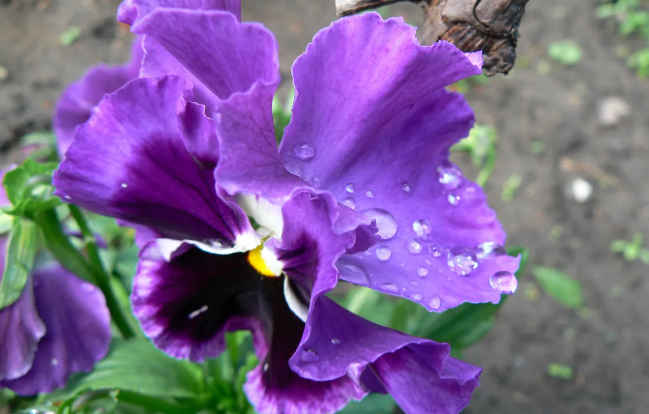 Photo wallpaper macro, flowers, nature, Pansy, dew drops, my photo