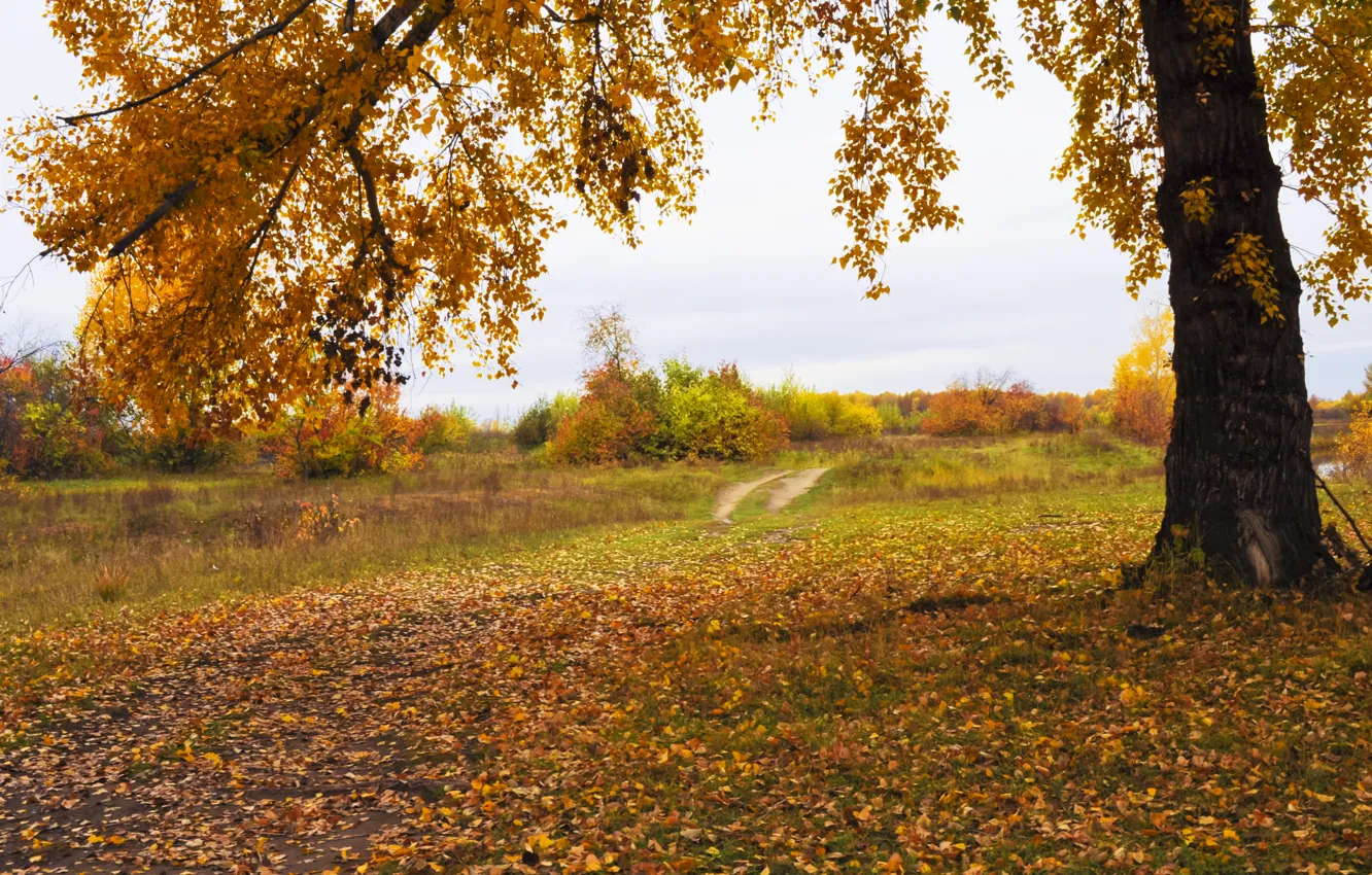 Photo wallpaper autumn, tree, foliage, Nature, track, nature, autumn, leaves