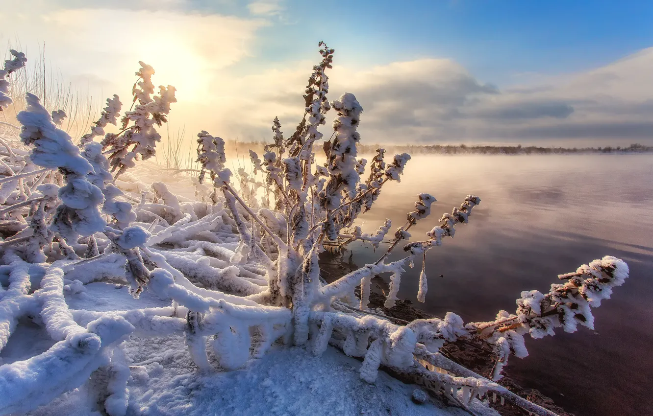 Photo wallpaper winter, grass, snow, nature, lake, the bushes