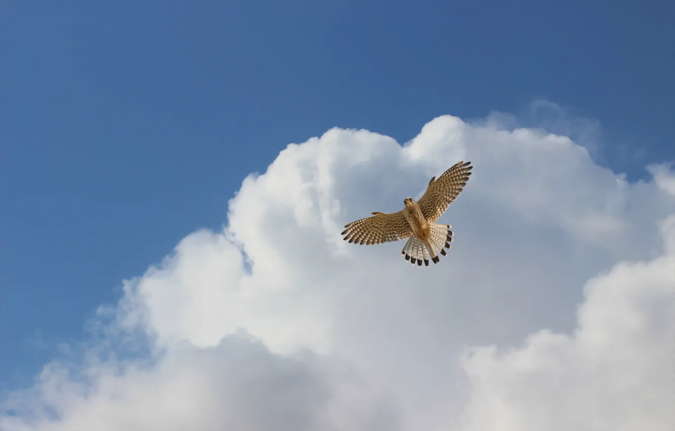 Photo wallpaper the sky, clouds, bird, hishnik