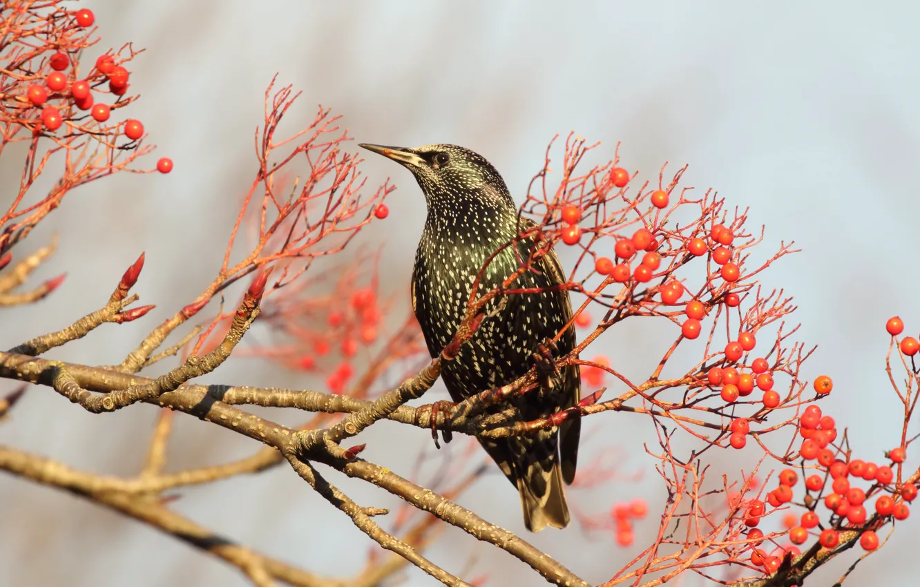 Photo wallpaper trees, branches, red, berries, bird, fruit, Starling