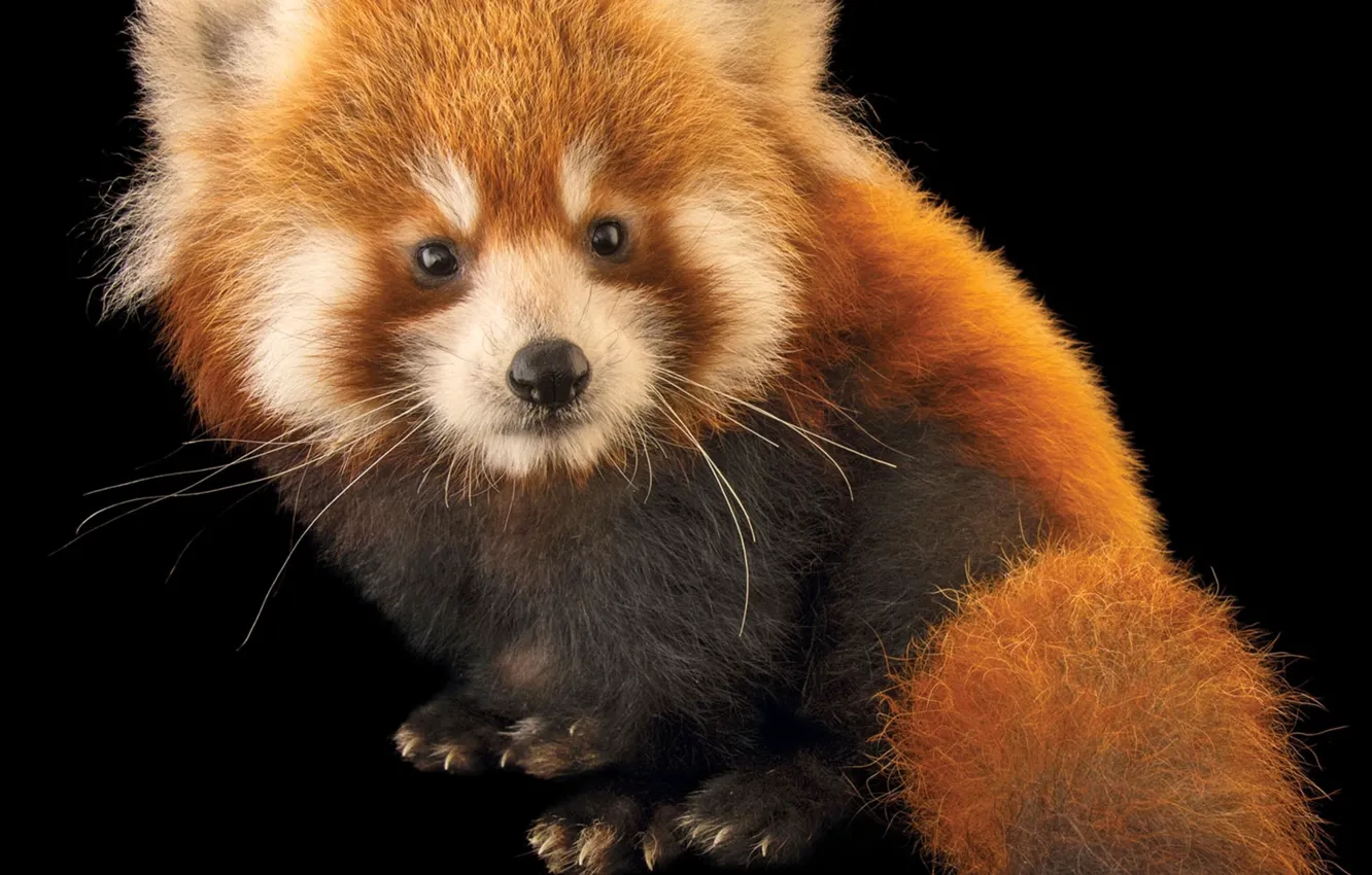Photo wallpaper look, animal, red Panda, black background, red panda, Virginia Zoo, Virginia Zoo, Aanimals