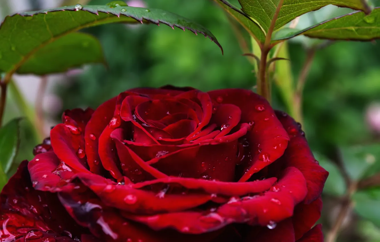 Photo wallpaper water, drops, close-up, roses, the bushes
