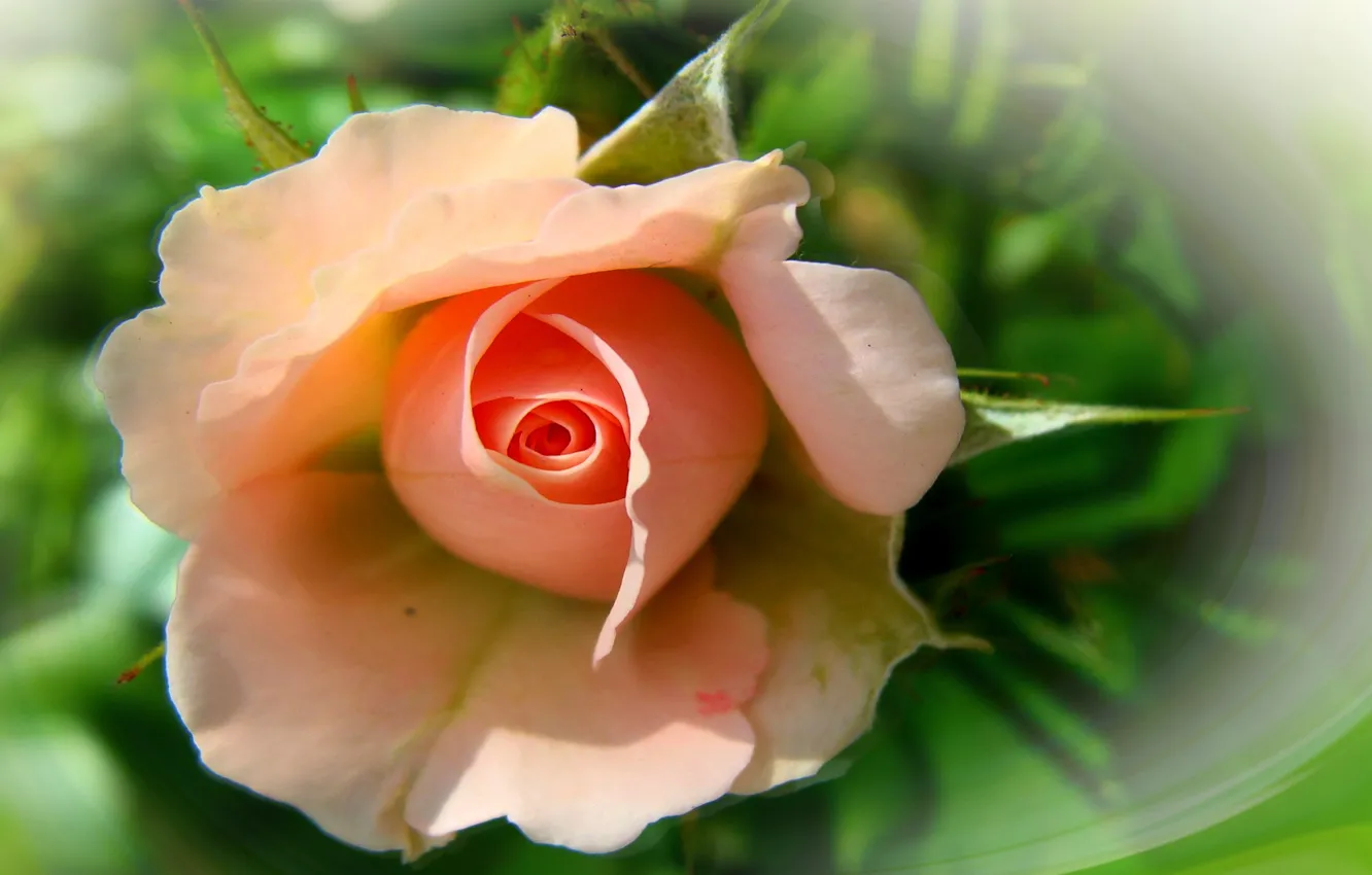 Photo wallpaper summer, flowers, nature, mood, roses, beauty, bouquet, rose