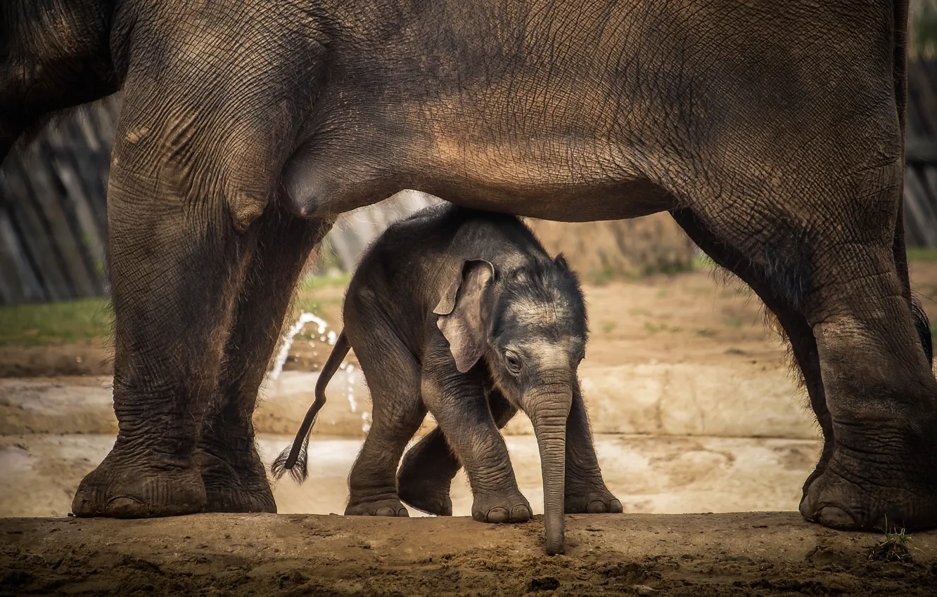 Photo wallpaper nature, background, elephant