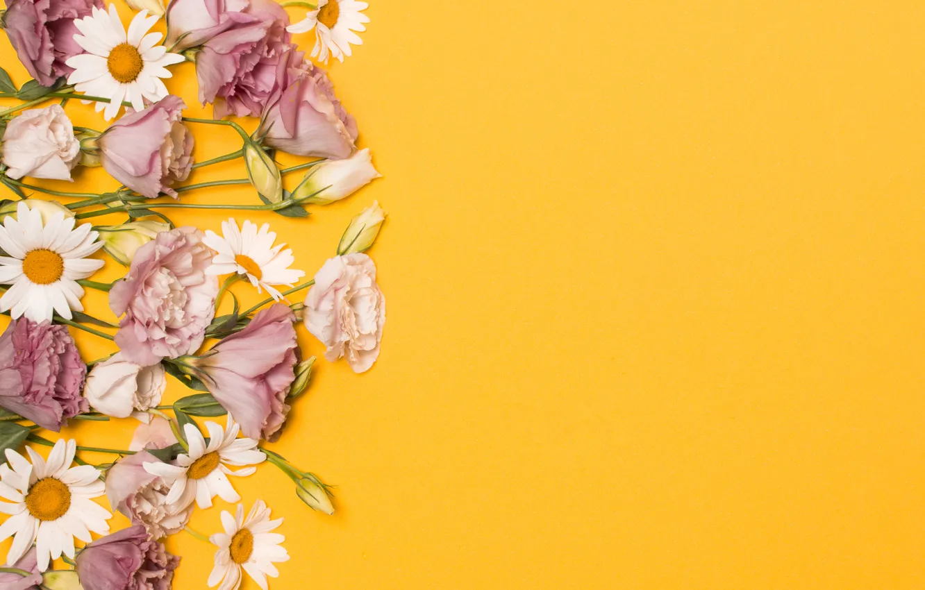 Photo wallpaper flowers, chamomile, pink, pink, flowers, eustoma, camomile, eustoma