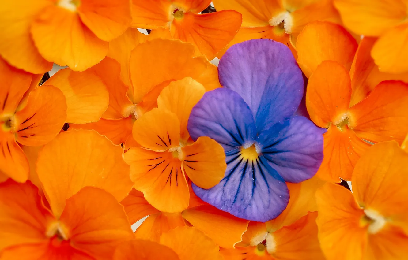 Photo wallpaper macro, texture, petals, Pansy, Viola