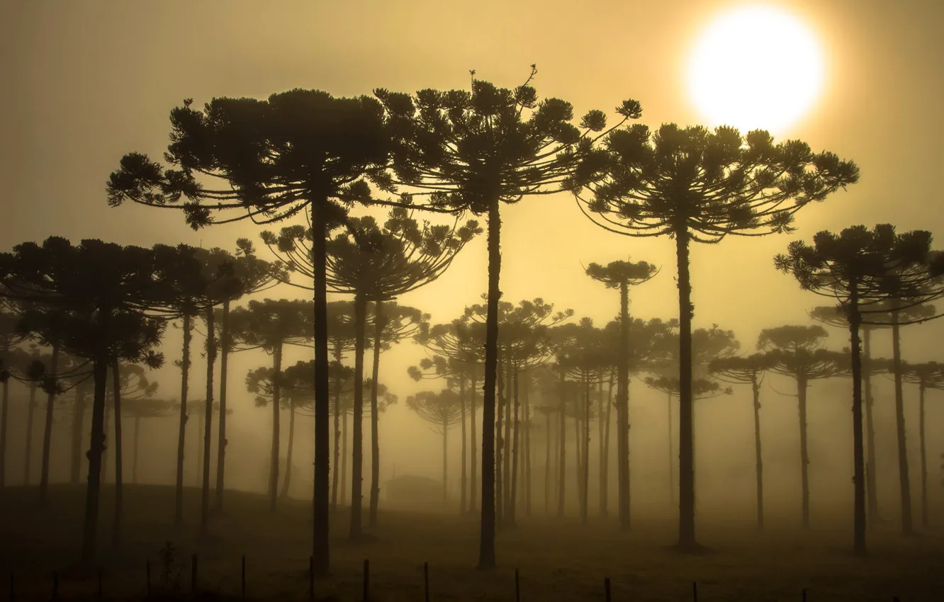 Photo wallpaper trees, Brazil, Araucaria, Paraná