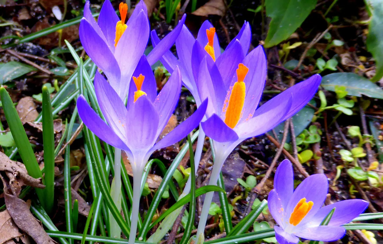 Photo wallpaper nature, spring, petals, crocuses