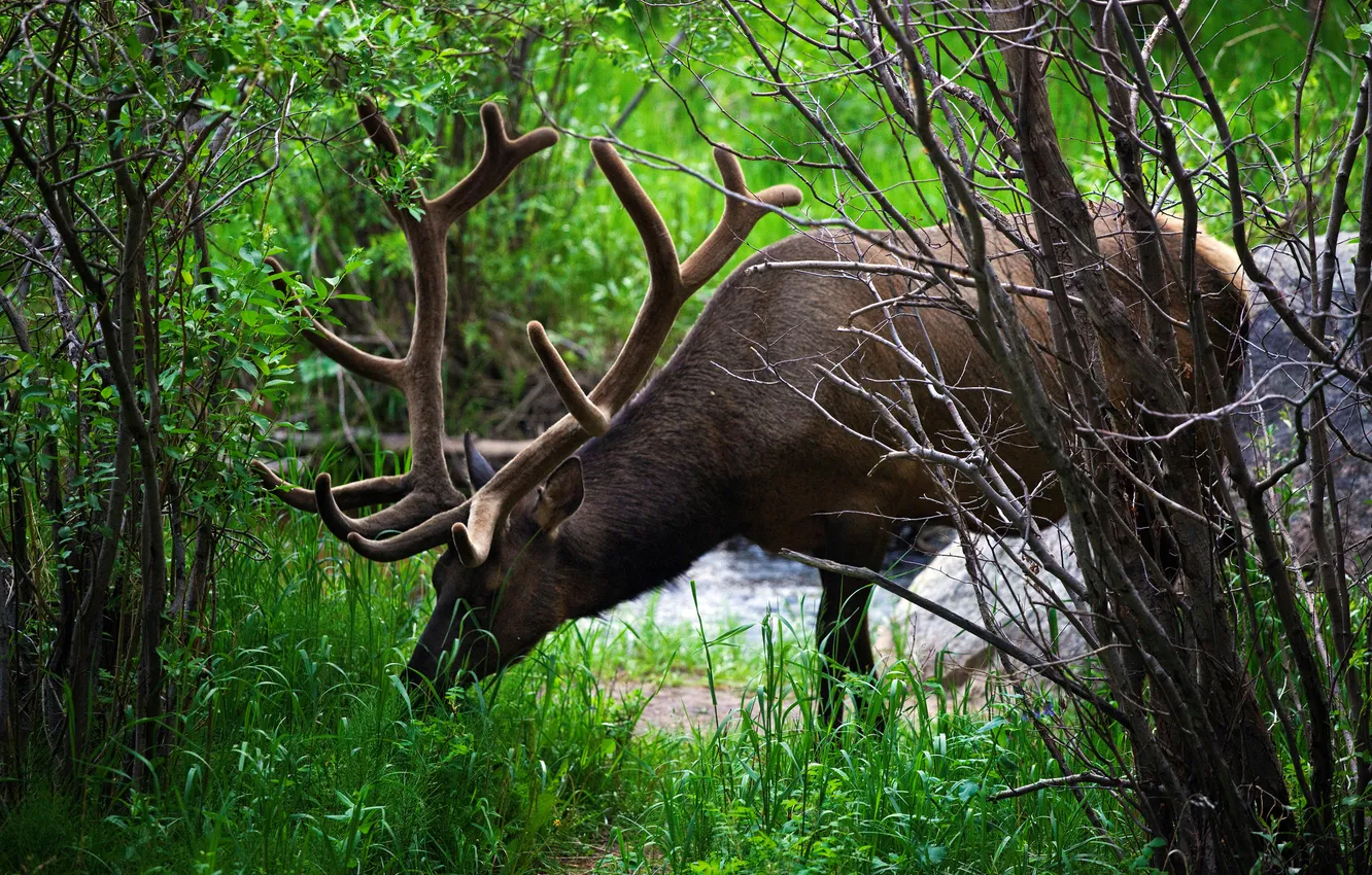 Photo wallpaper forest, grass, branches, stream, deer, horns