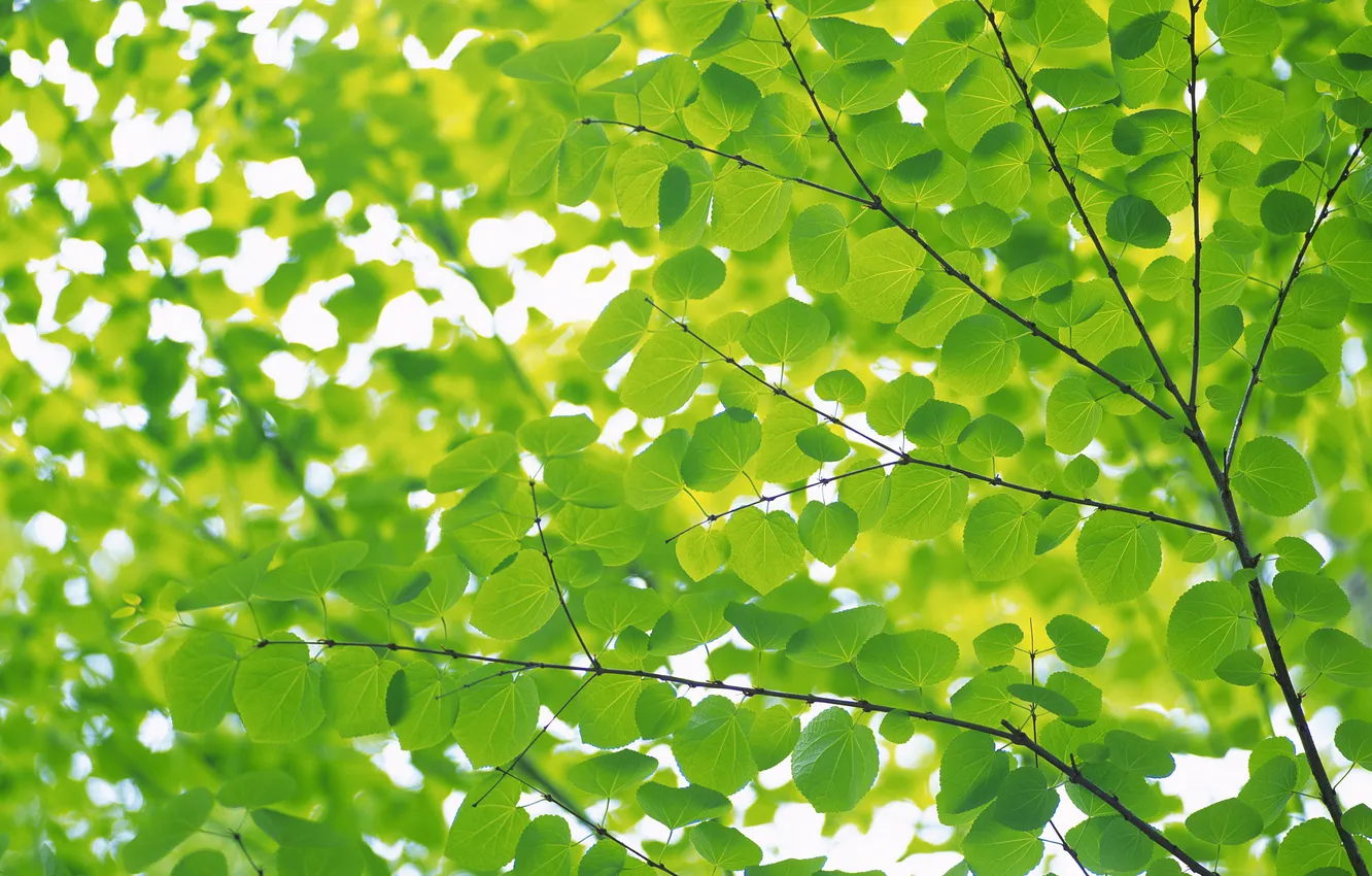 Photo wallpaper summer, sheet, green, leaves