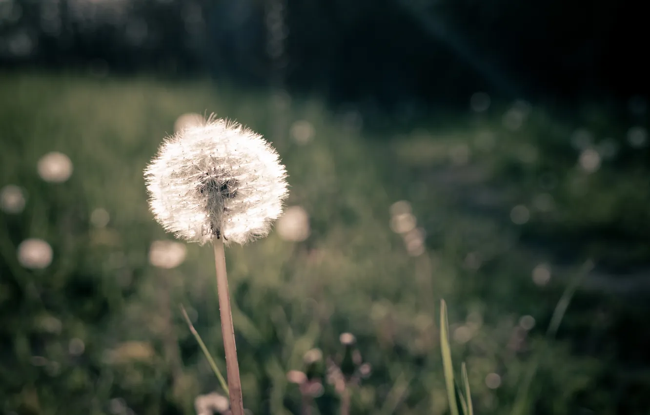Photo wallpaper greens, field, grass, macro, dandelion, meadow