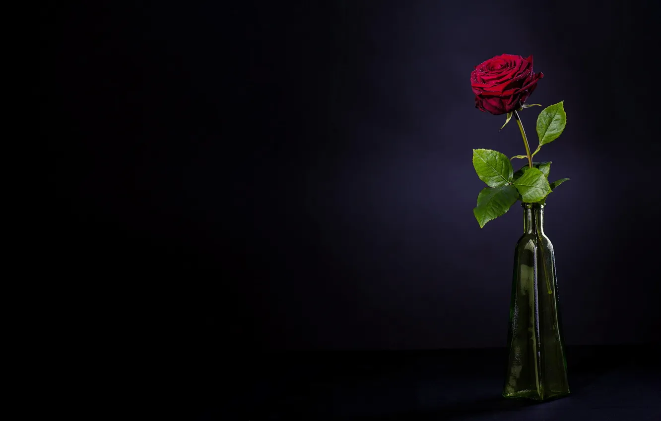 Photo wallpaper flowers, background, roses