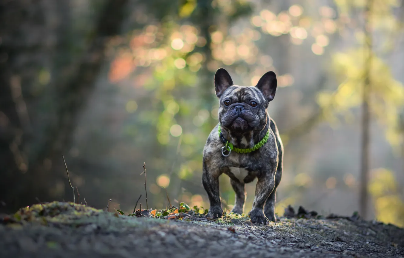 Photo wallpaper look, each, dog