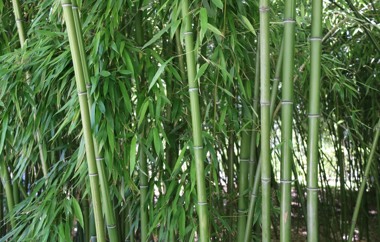 Photo wallpaper forest, nature, bamboo, plants, vegetation, tranquil, stalks, natural beauty