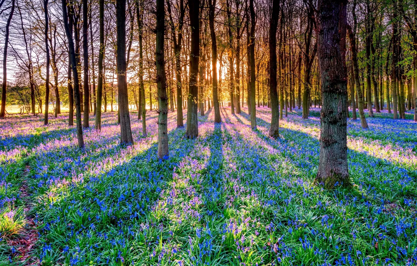 Photo wallpaper forest, the sun, rays, trees, flowers, shadow, bells