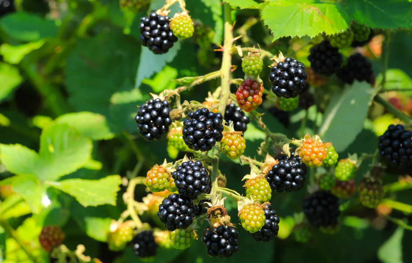 Photo wallpaper food, fruit, twig