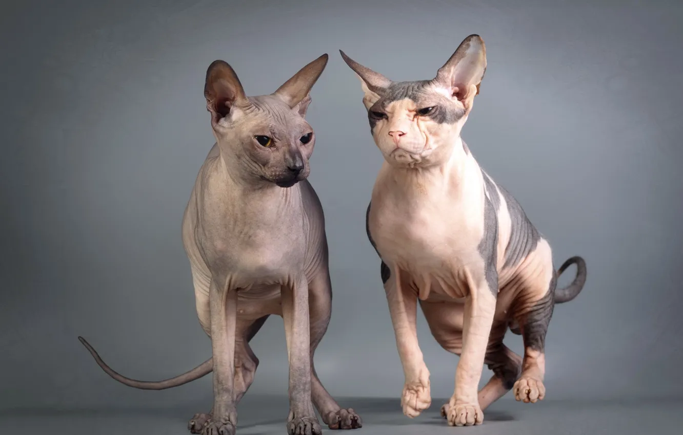 Photo wallpaper look, cats, background, Sphinxes