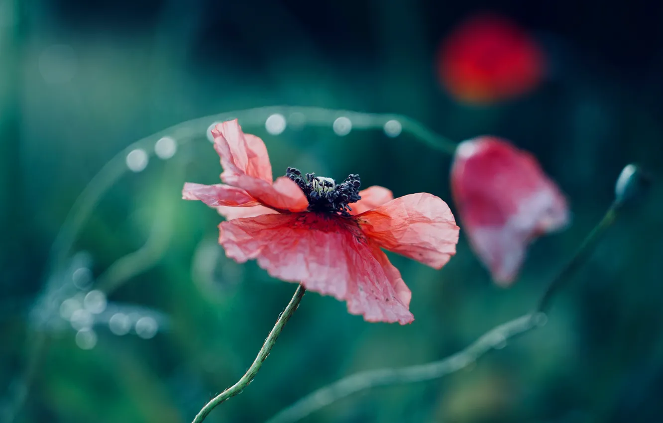 Photo wallpaper flowers, red, background, Mac