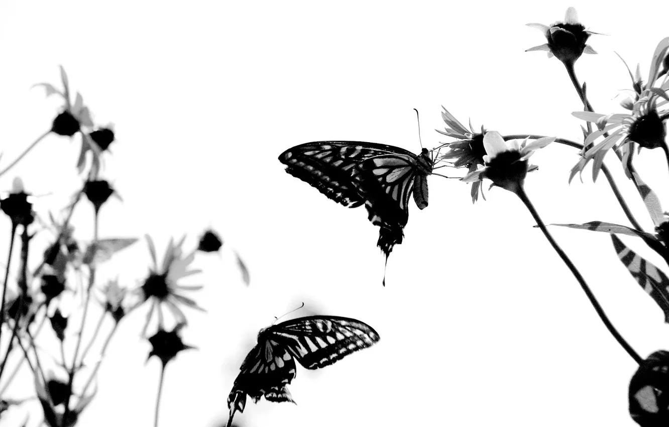 Photo wallpaper white, butterfly, attitude