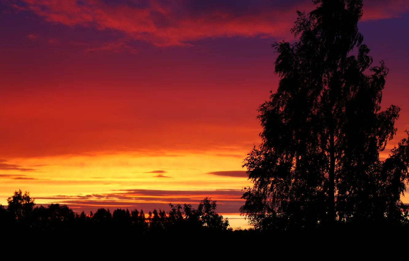 Photo wallpaper forest, the sky, clouds, trees, sunset