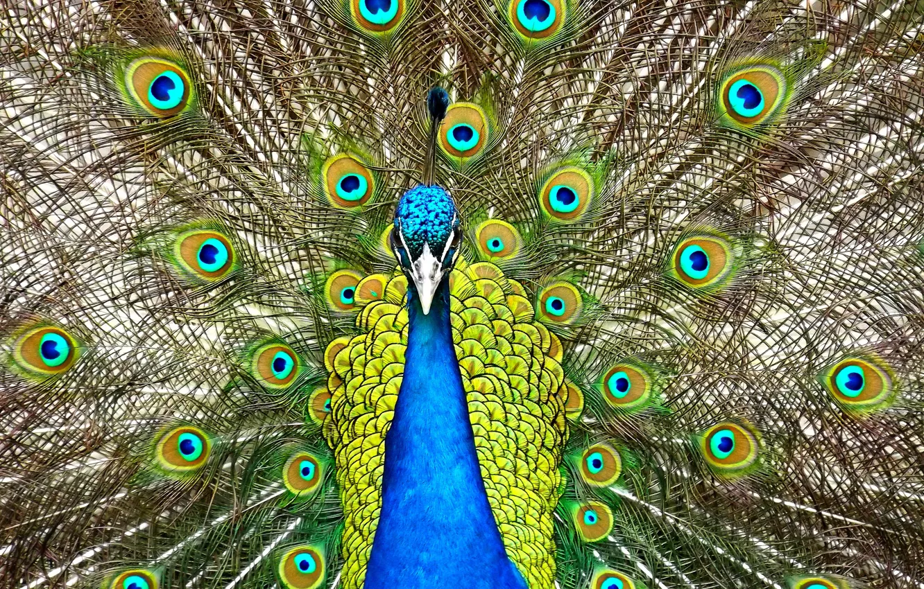 Photo wallpaper bird, tail, Peacock