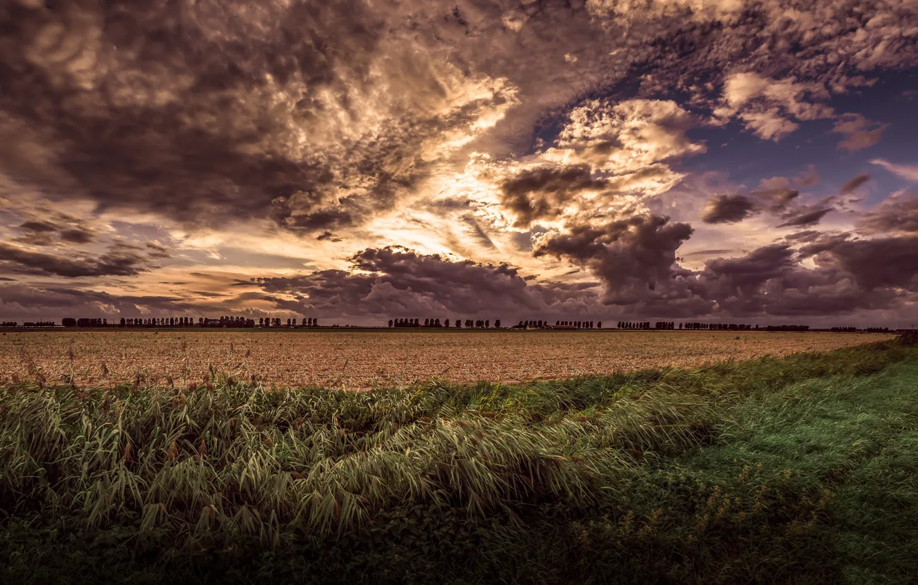 Photo wallpaper field, clouds, nature, the evening