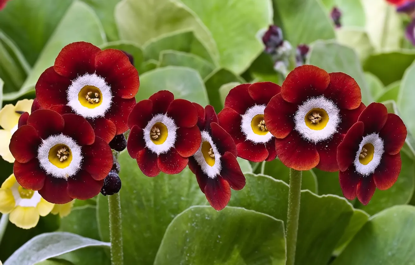 Photo wallpaper flowers, Primula, burgundy primroses