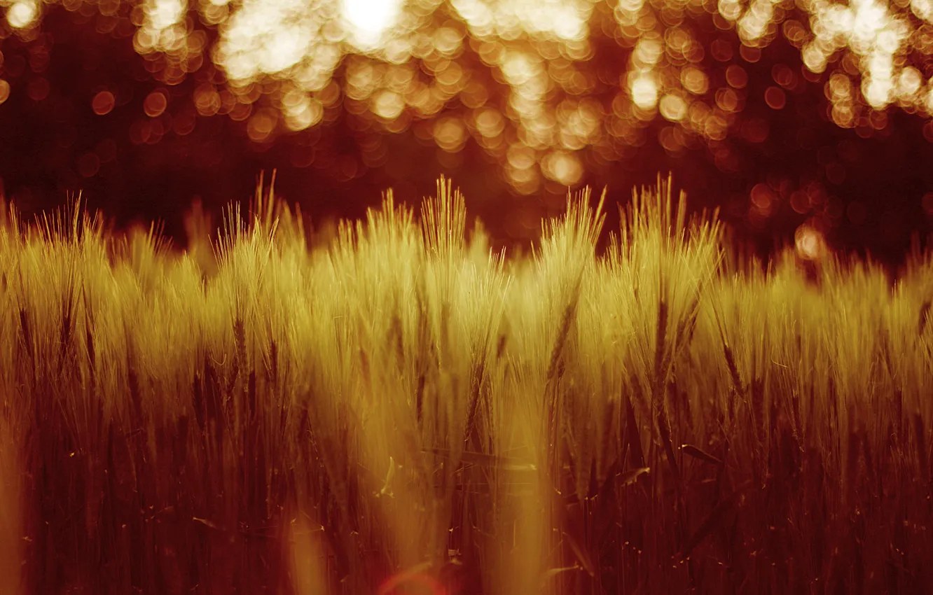 Photo wallpaper wheat, field, grass, nature