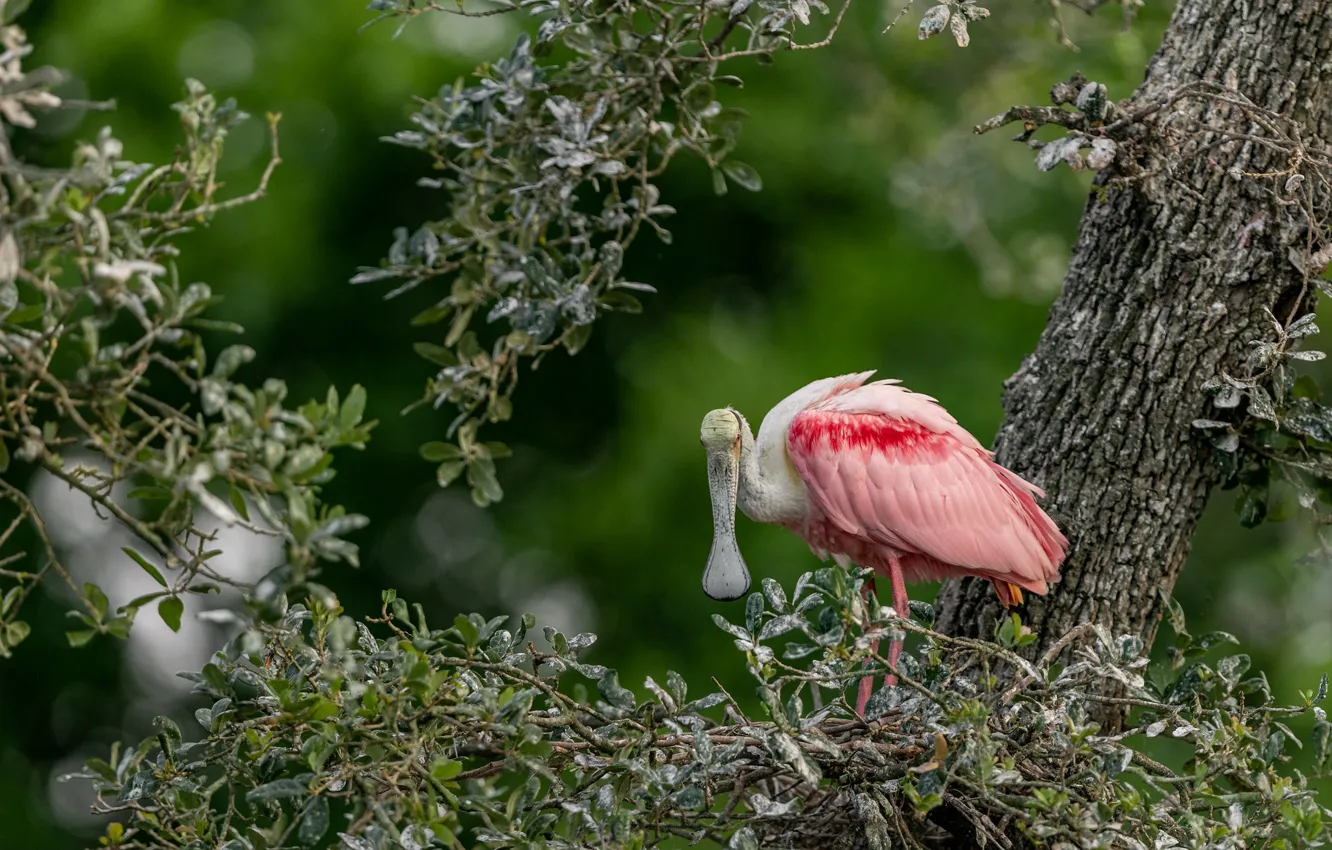 Photo wallpaper trees, branches, bird, bokeh, roseate spoonbill